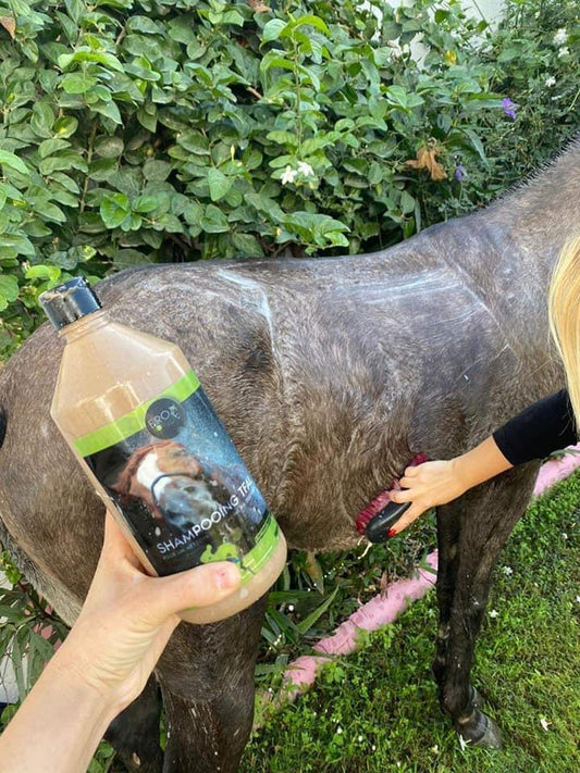 Shampoing TFAL pour chevaux